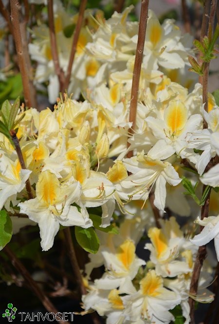 Rhododendron Lights-ryhmä 'Northern Hi-Lights', revontuliatsalea